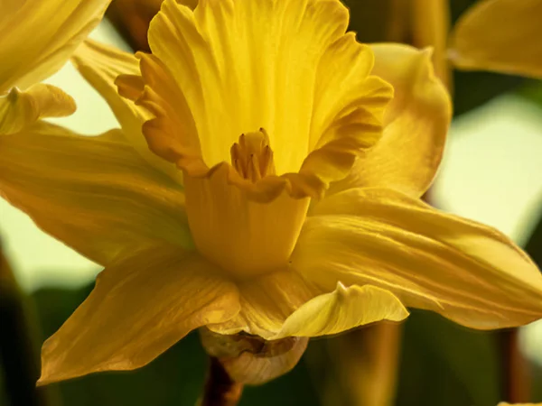春の間に満開の単一の明るい黄色の水仙 — ストック写真