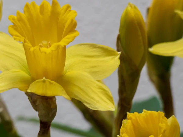 Lyse gule påskeliljer i full blomst om våren – stockfoto