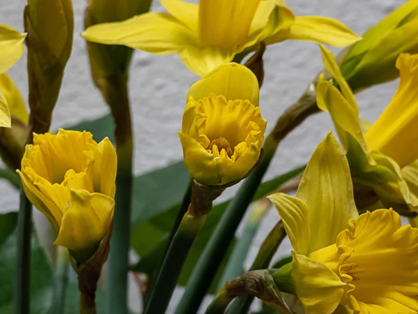 Perto de narcisos em plena floração durante a primavera — Fotografia de Stock