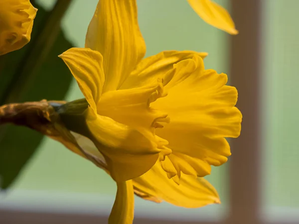 春に満開の明るい黄色の水仙のクローズアップ — ストック写真