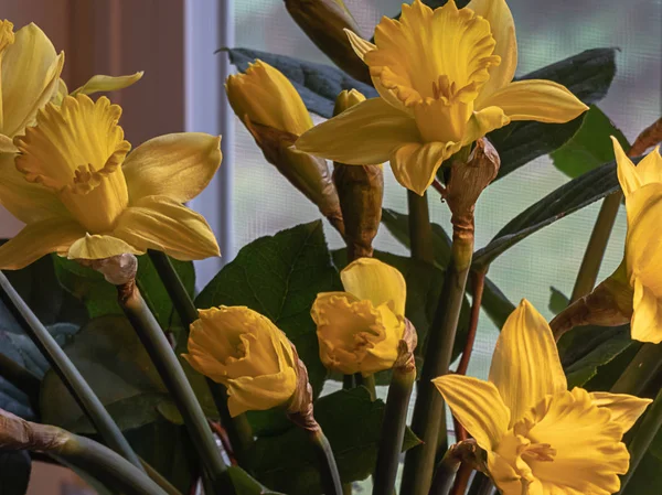 Close up of yellow daffodils in full bloom during spring — Stock Photo, Image