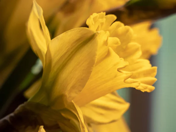 Perto de um único narciso em plena floração durante a primavera — Fotografia de Stock