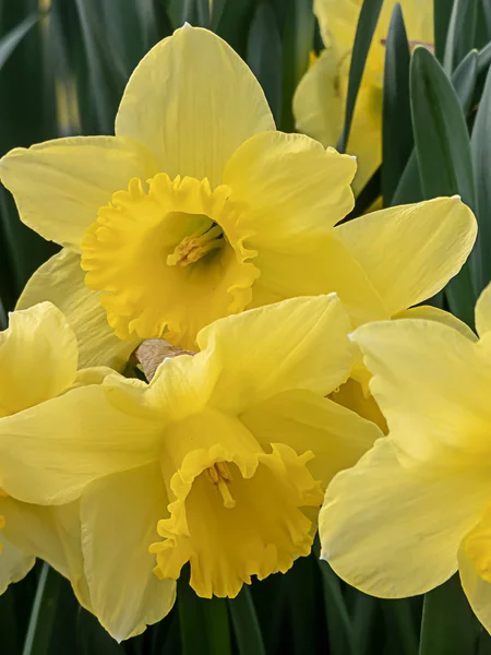 Vários doffodils amarelos brilhantes florescendo na primavera — Fotografia de Stock