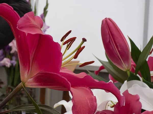 Spring colored lilies in arrangment in spring daytime — Stock Photo, Image