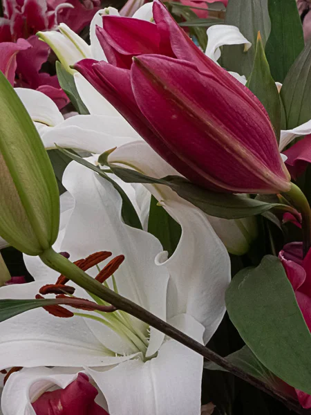 Spring buds and colored lilies in arrangment in spring daytime — Stock Photo, Image