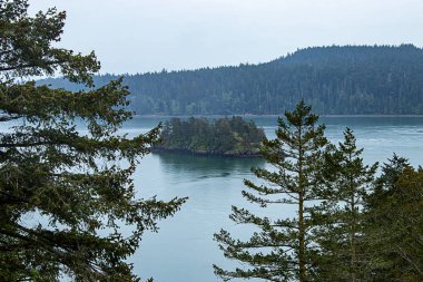 uzak iğne yapraklı ada birçok uzun çam ağaçları kaplı
