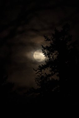parlak bir dolunay önünde siluetli çam ağaçları
