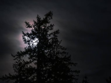 ince whispy bulutlar ile ayın önünde siluet çam ağacı