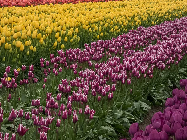 Фіолетові тюльпани в ряд з іншими кольорами вишиті на фоні — стокове фото