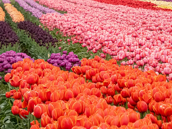 Tulipano feild pieno di fioriture dai colori vivaci — Foto Stock