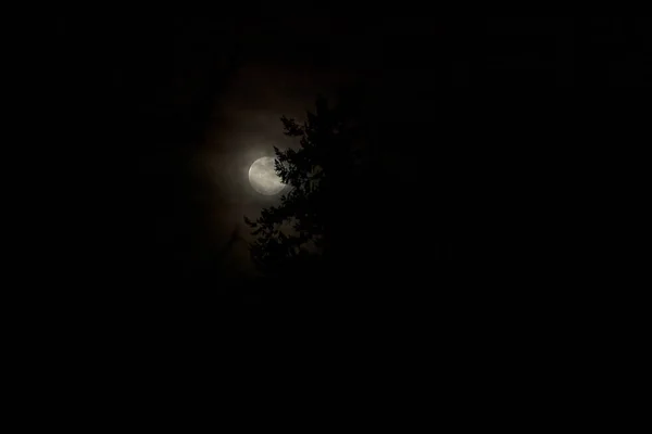 Full moon behind a silhouetted pine tree — Stock Photo, Image