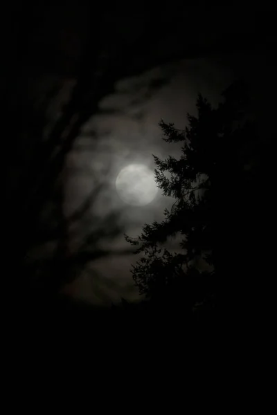 Bright full moon behind silhouetted pine trees — Stock Photo, Image