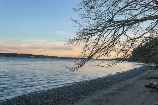 Ramas desnudas de árboles al atardecer sobre una playa en el sonido del pubis —  Fotos de Stock