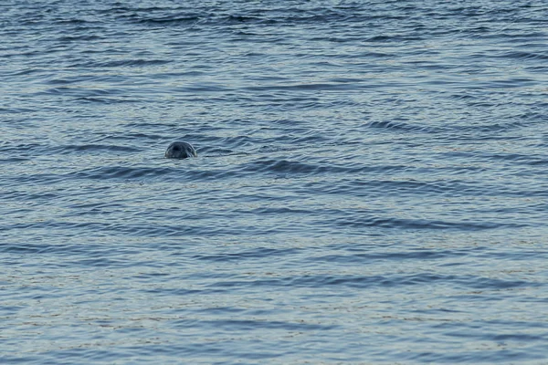 Robben lugt im Puget-Sound über das Wasser — Stockfoto