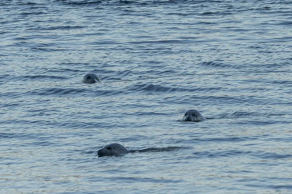 Una pequeña agrupación de focas asomándose por encima del agua — Foto de Stock