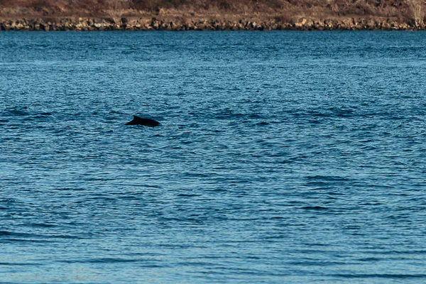一只剪影的海豚从普吉特的声音中窥视出来 — 图库照片
