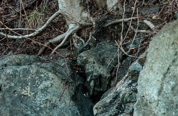 Racines d'arbres poussant vers le bas en grandes pierres — Photo