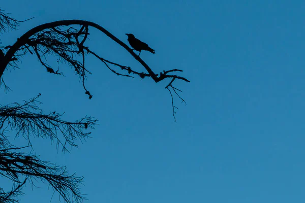 Corvo silhoeted empoleirado em um galho de árvore — Fotografia de Stock
