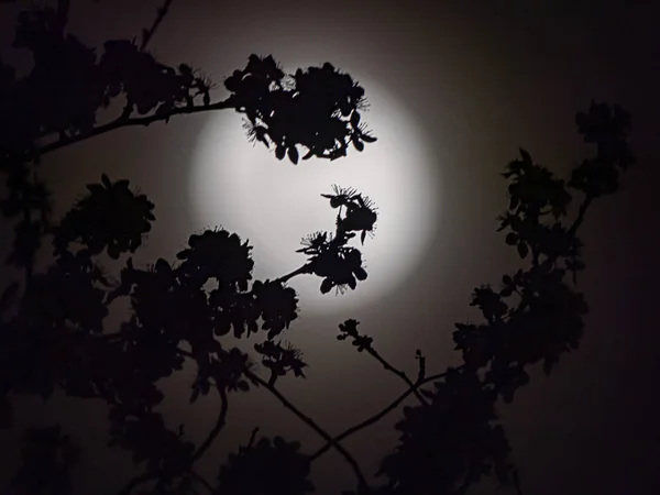 Silhouetted flowering tree branches in front of the moon — Stock Photo, Image