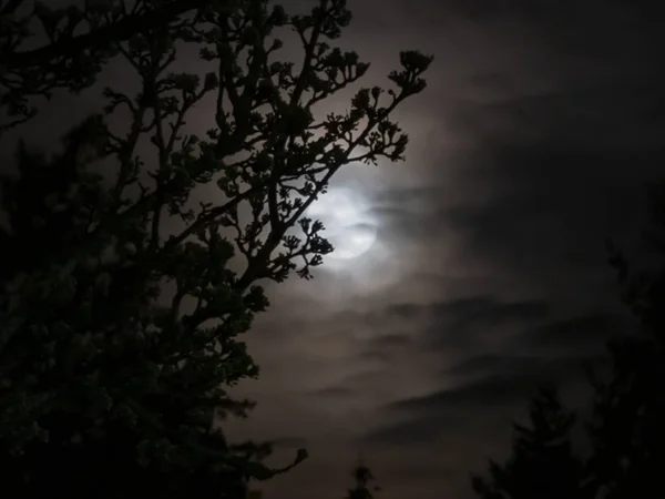 Takken silhouetten op de voorgrond van de maan — Stockfoto