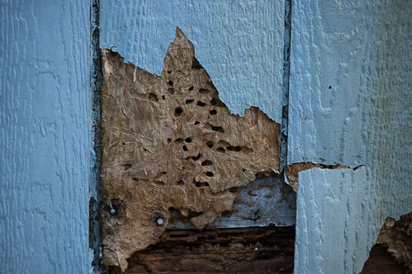 Termiet en weer schade gedaan aan het siding — Stockfoto