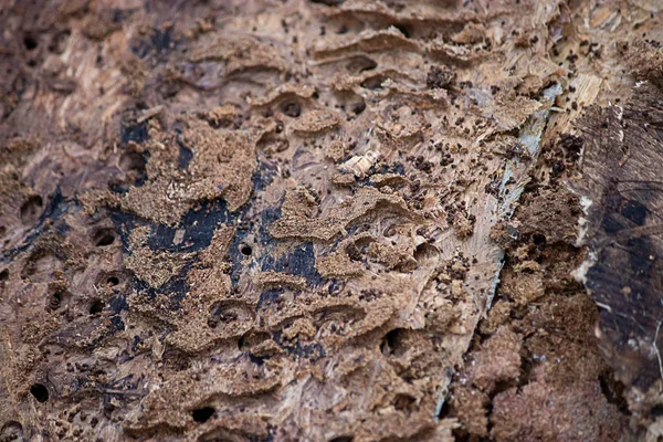 Termite damage to back side of siding — Stock Photo, Image