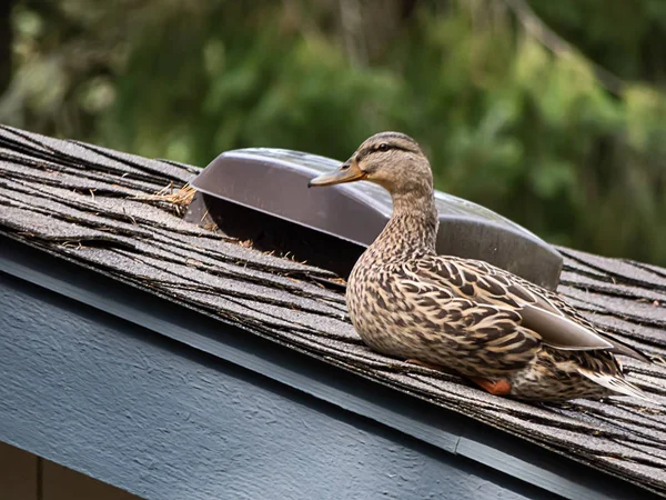 Um pato-reais fêmea sentado em um telhado — Fotografia de Stock