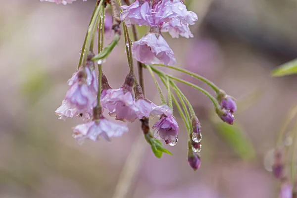 벚꽃이 만개하는 연한 분홍색 벚꽃으로 뒤덮인 땅을 향해 매달려 있는 벚꽃 — 스톡 사진