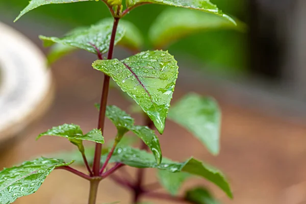 Fuchsia leaves wet with dewdrops from rain — Stock Photo, Image