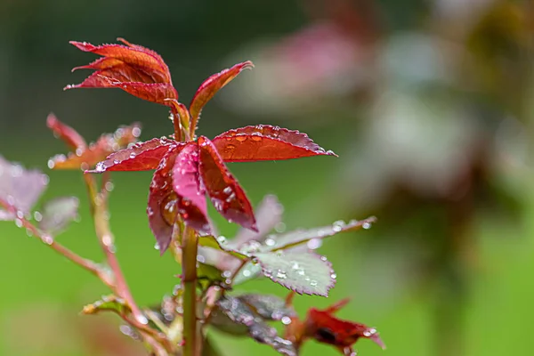 Кольорове листя троянди з мокрими прокладками роси з раннього весняного дощу — стокове фото