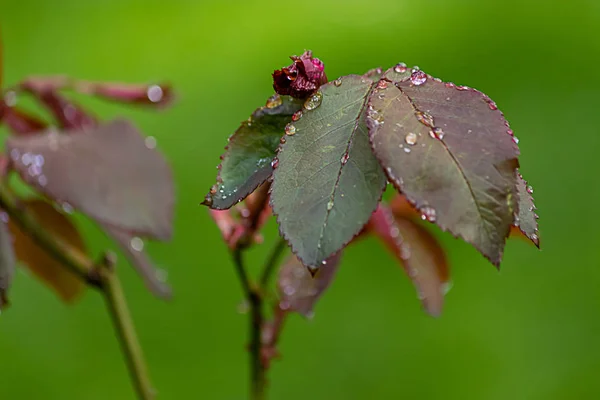 Novas folhas de rosa de cor vermelha com gotas de orvalho molhadas da chuva de primavera — Fotografia de Stock