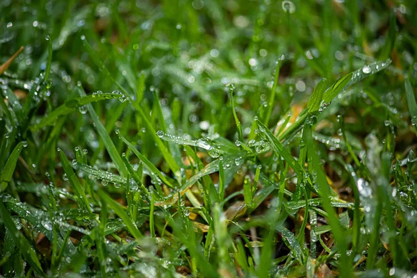 Hierba que crece en primavera con gotas de rocío temprano en la mañana sobre ellos de la lluvia de la mañana — Foto de Stock