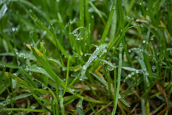 Hierba verde creciendo en primavera con gotas de rocío temprano en la mañana — Foto de Stock