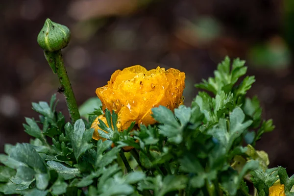 Ranúnculo amarillo con gotas de rocío sobre ellos desde la lluvia de la mañana temprano en primavera —  Fotos de Stock