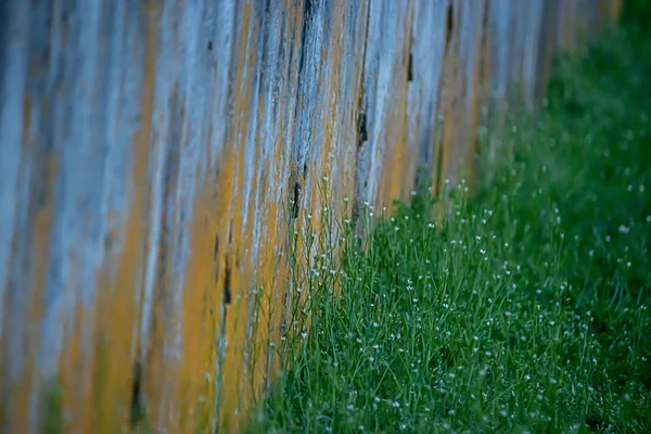 Dewey rano trawa rośnie obok starej metalowej ścianie — Zdjęcie stockowe