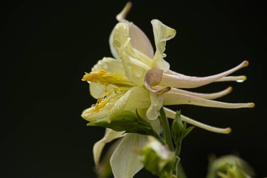 mayıs ayında koyu gölgekarşı ayrıntılı sarı columbine çiçek