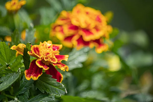 Amarillos que crecen en el jardín de primavera durante mayo —  Fotos de Stock