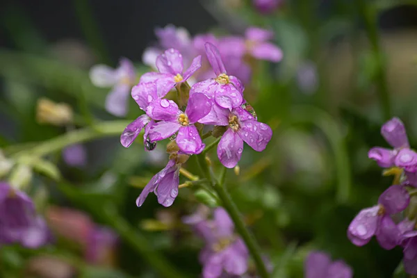 Wildflowers blooming pink and purple in garden during spring — 스톡 사진