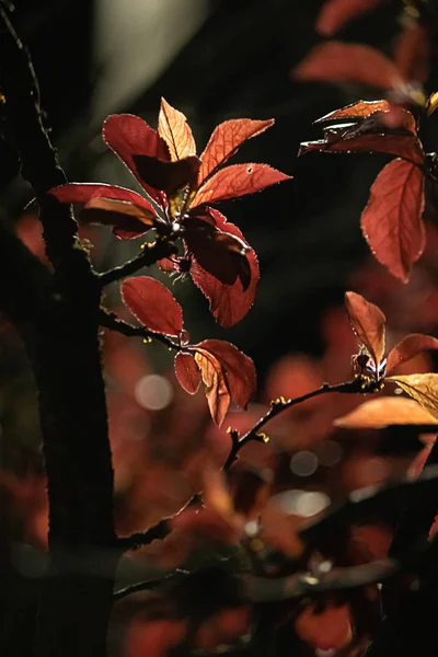 Brillante alto rojo y naranja nuevas hojas en las ramas de los árboles en la noche de primavera —  Fotos de Stock