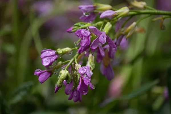 Fiori selvatici primaverili che crescono in primavera rosa e viola — Foto Stock