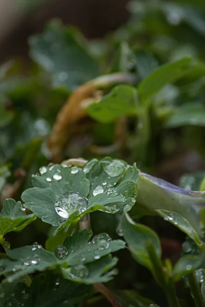 Green garden leaves filled with dew drops in spring — Stock Photo, Image