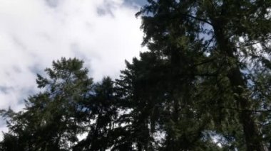 parlak mavi ve beyaz bulut örtüsü altında koyu uzun ağaçlar