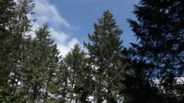 Яркие белые облака движутся по небу в летний день — стоковое видео