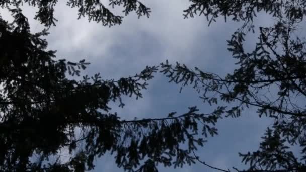 Halo av trädtoppar form runt Storm blåser i blå himmel — Stockvideo