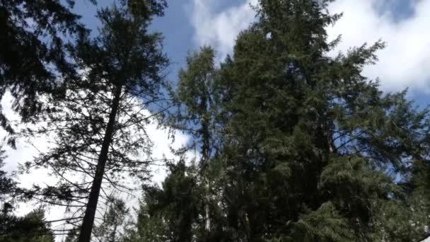 Wolken bauen sich auf und bewegen sich im Sommer gegen strahlend blauen Himmel — Stockvideo