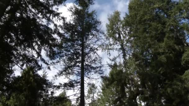 Nuages brillants hauts roulent sur les arbres d'été — Video