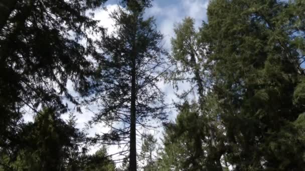 Altas nuvens brilhantes rolam sobre árvores de verão — Vídeo de Stock