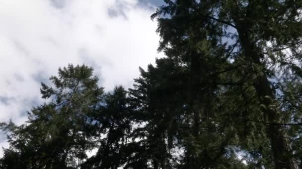 Donker hoge bomen onder helder blauwe en witte bewolking — Stockvideo