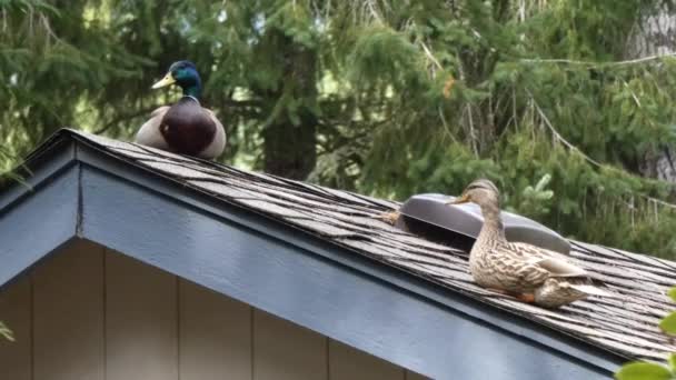 Par de patos sentar-se no topo da linha do telhado assistindo abaixo — Vídeo de Stock
