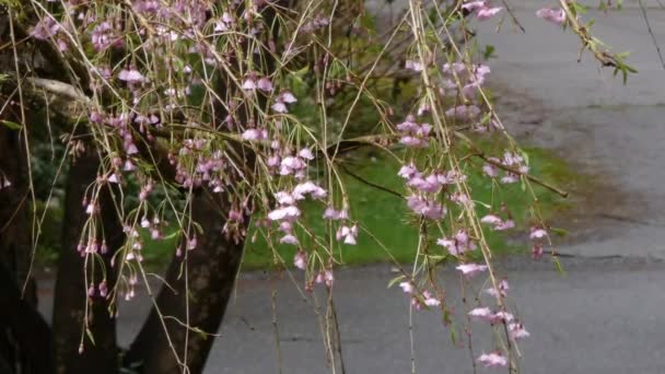 Cerisier pleureur au printemps après la pluie — Video